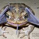 Illustration for article titled The real explanation for this Bat Toad picture is even freakier